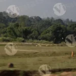 View of Jungle in a Running Car - Log colour and B&W