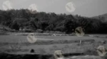 View of Jungle in a Running Car - Log colour and B&W - Image 2