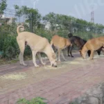 Street Dogs are Eating Food - Log colour and B&W