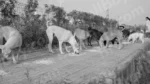 Street Dogs are Eating Food - Log colour and B&W - Image 2