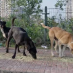 Street Dogs are Eating Food on a Street - Log, colour and B&W