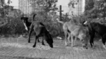 Street Dogs are Eating Food on a Street - Log, colour and B&W - Image 2