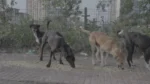 Street Dogs are Eating Food on a Street - Log, colour and B&W - Image 3