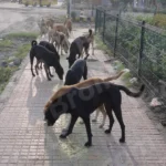 Dog's are Eating Food on a Street - Log, colour and B&W