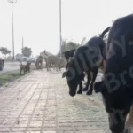 Street Dogs are Eating Food on a Street - Log, colour and B&W