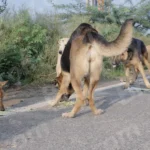 Street Dog's Eating Food on a Roadside - Log, colour and B&W