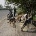 Street Dogs are Eating Food on a Roadside - Log, colour and B&W