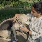 A Girl Marking Dog - Log, colour and B&W