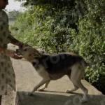 Dog Playing with a Girl - Log, colour and B&W