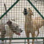 Dogs Barking in a Shelter - Log, colour and B&W