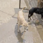 Dogs in a Shelter - Log, colour and B&W