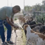 A Man Feeding Street Dogs on a Street - Log, colour and B&W