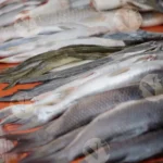 Fish in a Market - Log, colour and B&W